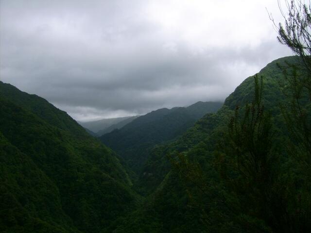 Von der Levada Ribeira da Janela hat man einen fantastischen Ausblick auf die satten Lorbeerwälder. Im Vordergrund (re) zeigt sich die bis 4 Meter hohe Madeiraheide.