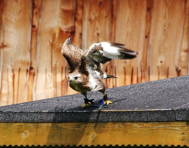Juhu endlich fliegen!