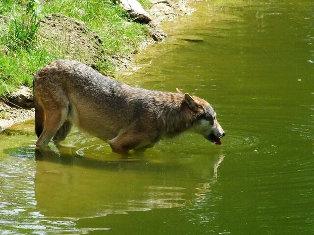 Iiiiiiii, das Wasser ist nass!