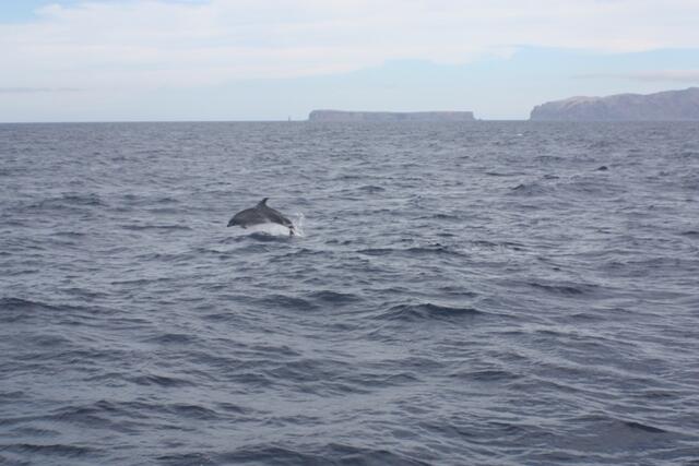 Ein Delphin präsentiert sich vor den Islas Desertas.
