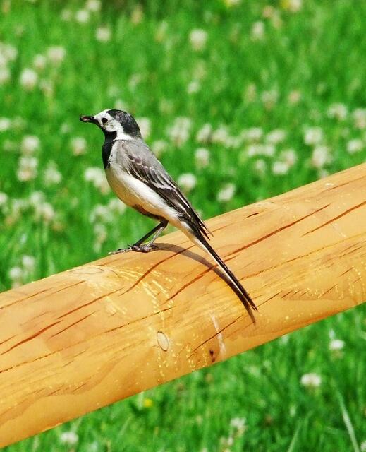 Der gemeine Raubvögel Schwarz-Weiß-Adler tötet seine Beute mit einem Biss ins Genick!