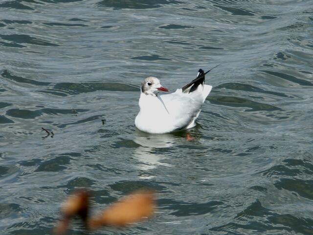 Möwe