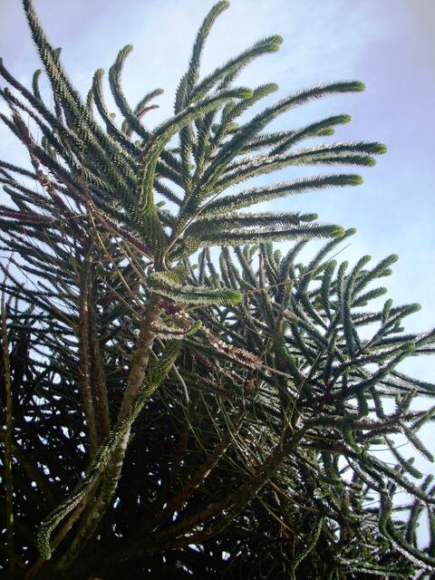 Monkeypuzzletree im Broadford Hotel