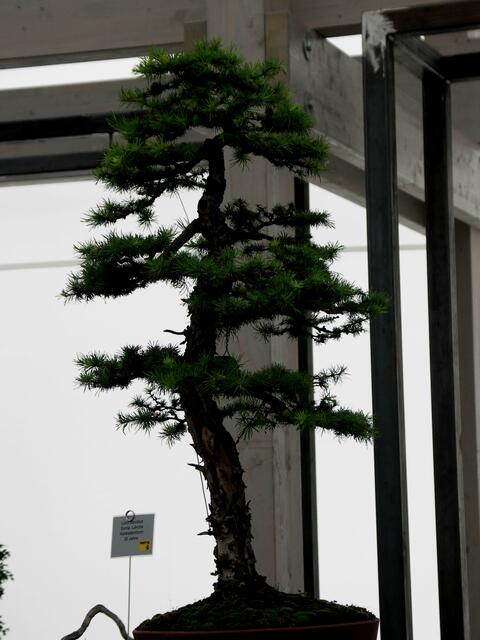 Bonsai über 20 Jahre alt