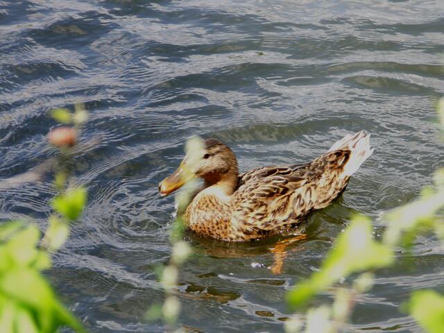 Ente