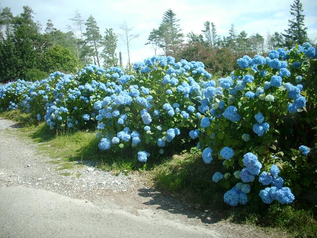 Halbinsel Sleat - Garten von Skye