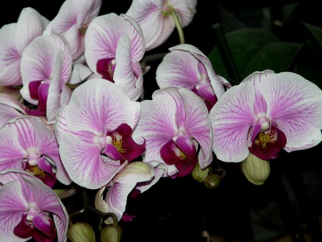 Lilien