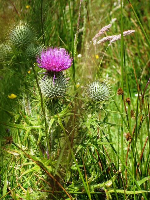 Thistle- Die Blume aus dem Wappen