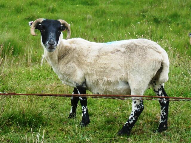 Black Head Sheep - Schwarzkopfschaf