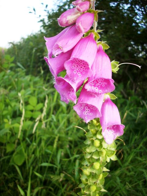 Foxglove - die typische Wildblume