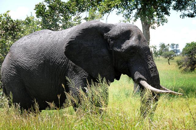 Elefant im Krügerpark