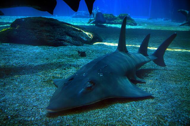 Ushacka Mariene World in Durban