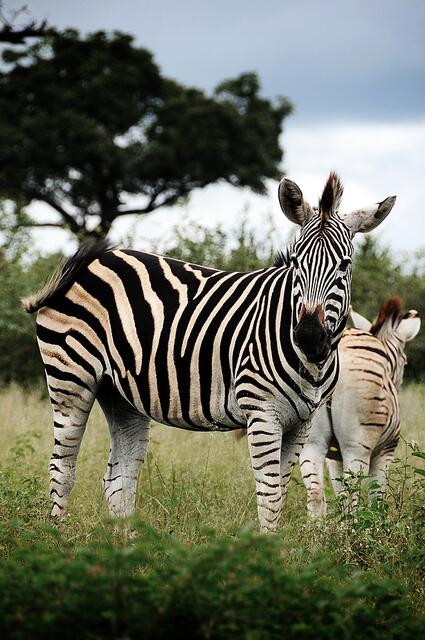 Zebra im Krügerpark