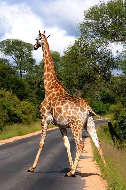 Giraffe im Krügerpark