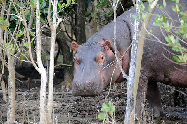 Hippo in St. Lucia
