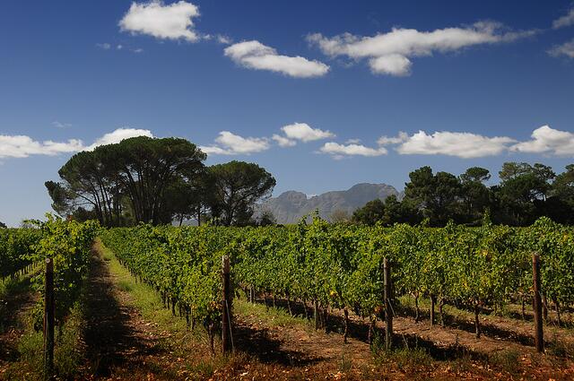 Weingut bei Kapstadt