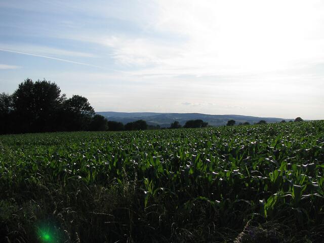 Blick zum Geyerischen Fernsehturm von der Höhe bei Großrückerswalde