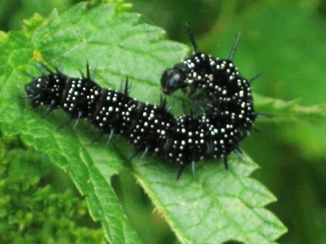 Raupe des Tagpfauenauge