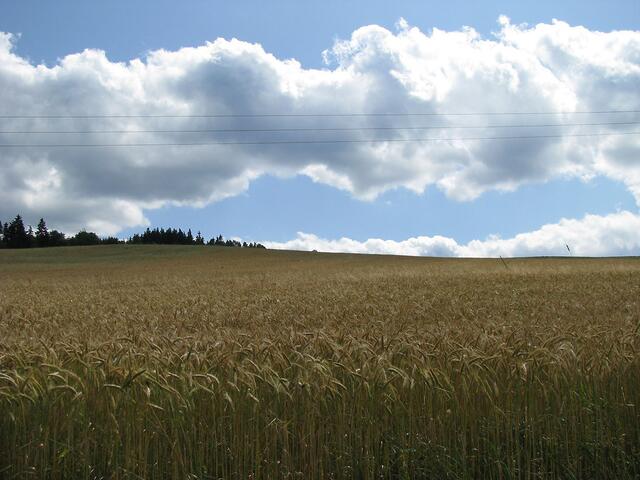 Getreidefeld vor dem Ortseingang von Olbernhau