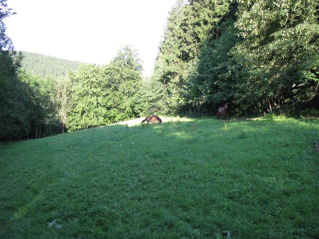 Pferdekoppel zwischen Großrückerswalde und Mauersberg