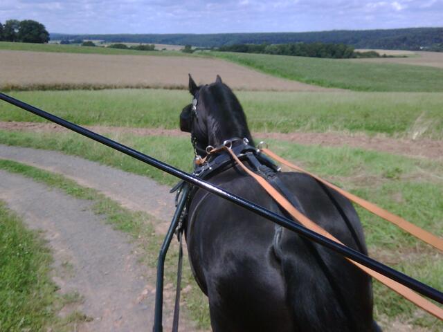 Blick vom Kutschbock