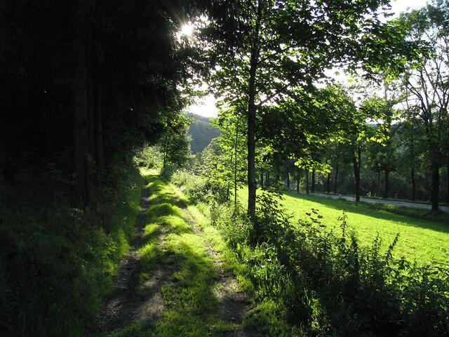 Waldweg zwischen Großrückerswalde und Mauersberg
