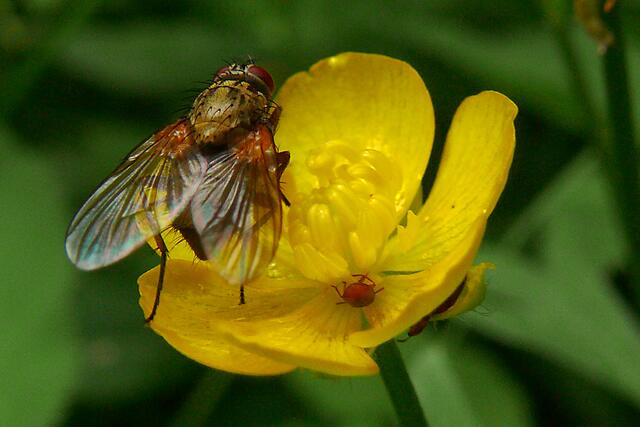 Auch Fliegen sind Feinschmecker ... Wiesen-Idyll in Hannover-Lahe (oder sonstwo)