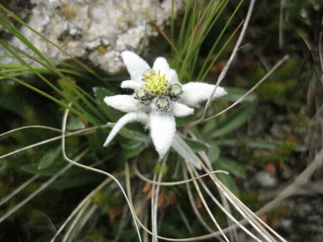 Sah man wieder öfters: Edelweiß