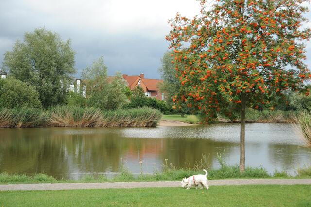 Sommerliches Angebot: Ein ganzer See für einen Hund! - See-Idylle in Hannover-Sahlkamp, Laurinweg