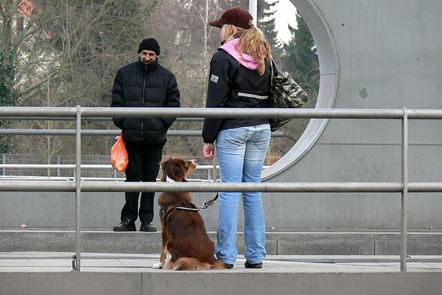 Warten auf die Bahn oder: Hey, Frauchen, warum guckt der so? - Üstra-Haltestelle Noltemeyerbrücke in Hannover-Bothfeld