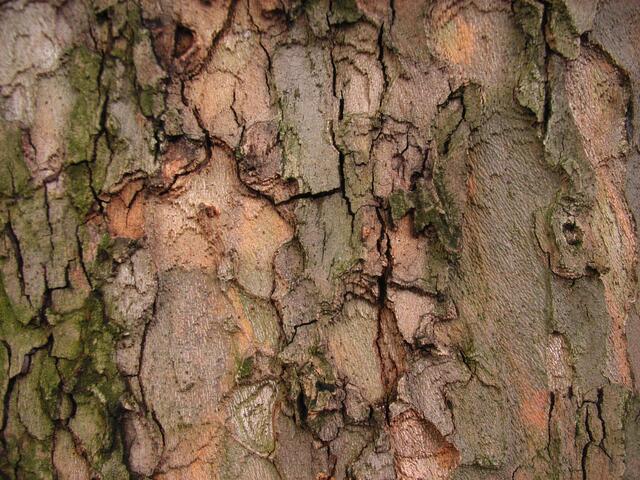Mosaik der Natur: Platane an Meyers Garten, Hannover-Misburg