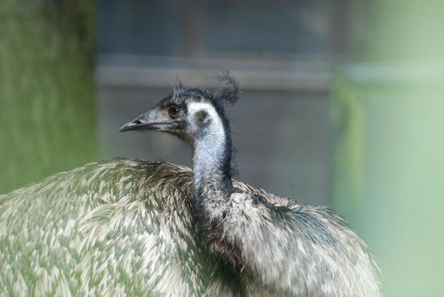 Ich bin ein Nandu - und du ?