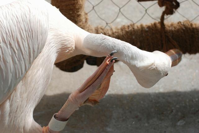 pelikans kratzübung