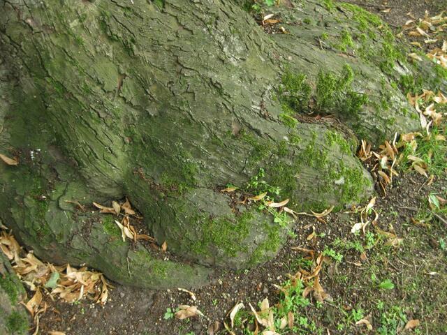 bei diesen Füßen kein Wunder