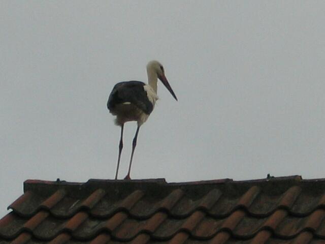 Storch in Burgdorf auf Dach im Dammgartenfeld