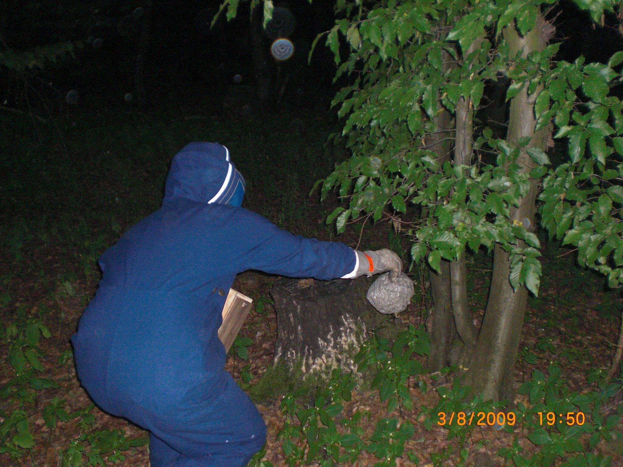  Foto zu Wespen am Kindergarten - Feuerwehr Rethen hilft - Laatzen 