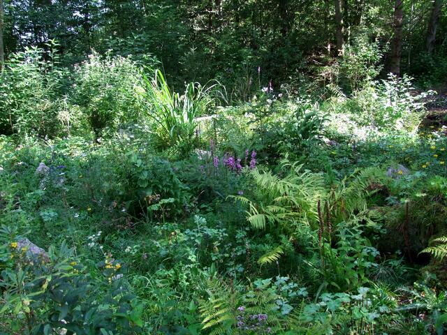 Große Fülle an Pflanzen ...