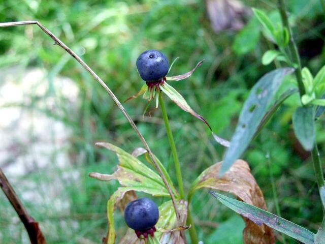 Selten, die "Einbeere" ...
