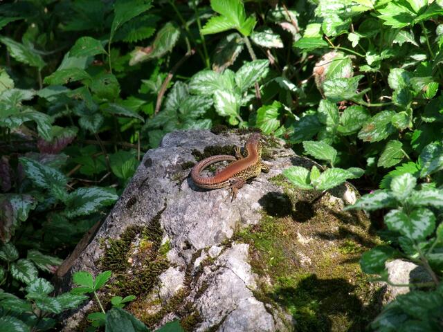 Wer sonnt sich hier wohl ...?