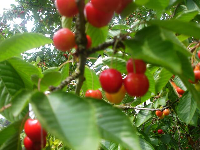 So sind sie noch zu hell