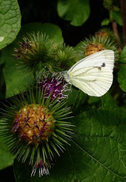 Schau, ein "Weißkohlling" - wir sind auf der richtigen Spur ...