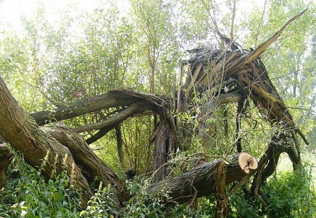 ... weckt diese Ungetüme auf ... dann hilft nur noch eins ...