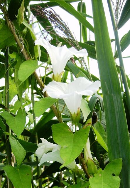 Rankengitter mit schönster Blütenzier verwehren uns den Zutritt ins tiefste Moor ...
