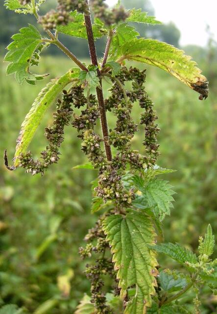 Es wird "brandgefährlich" ...