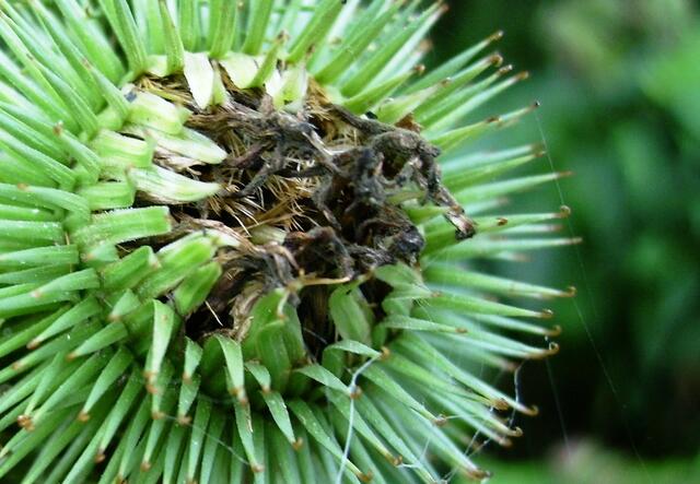 ... und durch die gemeine "Klettensenke" ...