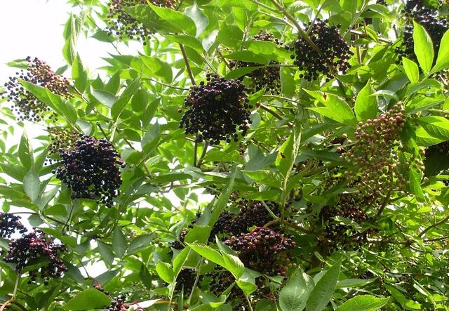 Große dunkle Holler-Gesichter riefen uns aus den Bäumen zu: "Kehrt um ihr Narren ..."