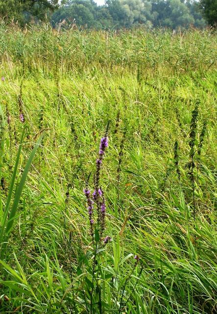... und da kommen wir gerade her - aus dem verzauberten Dickicht des Moores ...