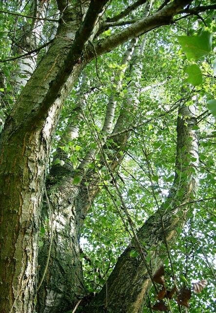 Der Wald wird dichter, und wir müssen durch ein dunkles Unterholz ...