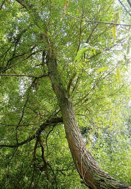 ... rauf auf den höchsten Baum und keinen Mucks mehr, bis die Gefahr vorbei ist !!!