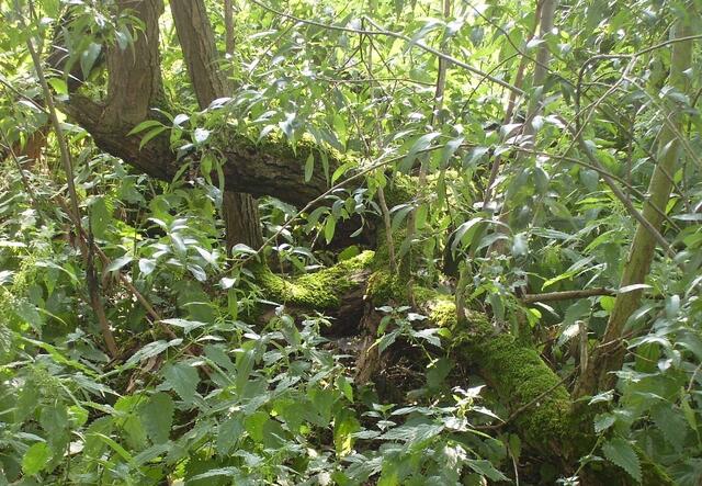 Noch schlafen die Moorgeister, aber ein falscher Schritt ...